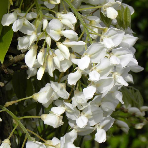 Glycine du Japon - Wisteria venusta Pot de 2L/3L, Plant greffé de + de 18 mois