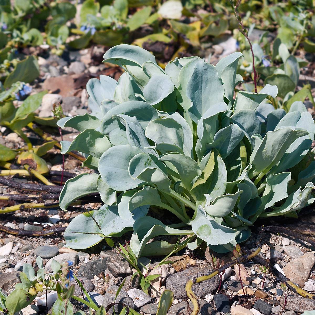 Mertensia maritima, plante huître - Graines le sachet de 50 graines environ