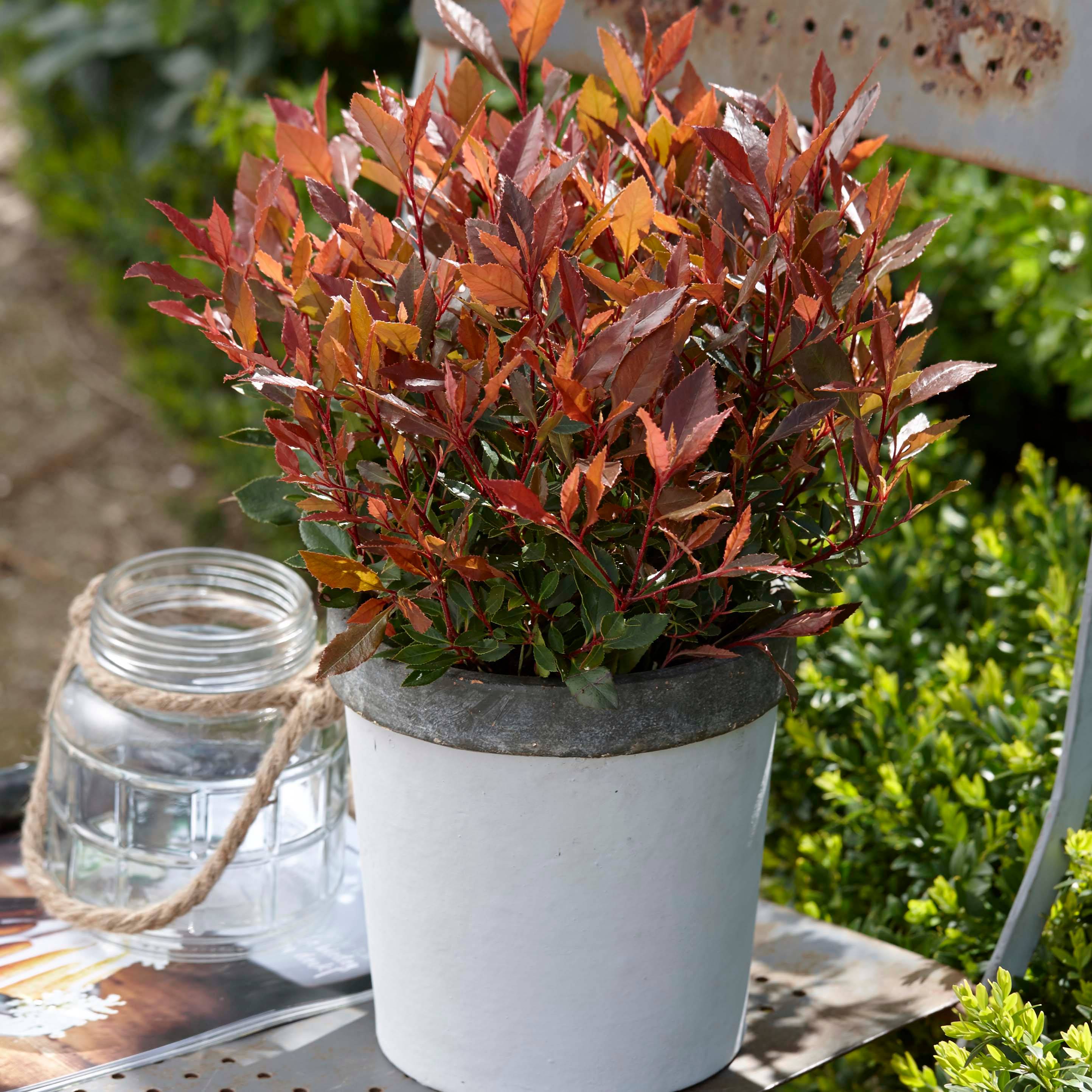 Promesse de Fleurs - Photinia fraseri Chico Pot de 2L/3L - Image 1