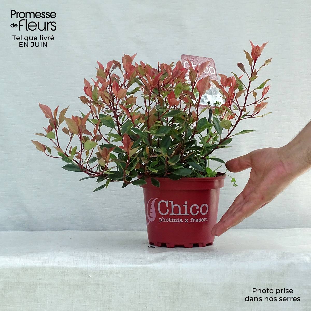 Promesse de Fleurs - Photinia fraseri Chico Pot de 2L/3L - Image 2