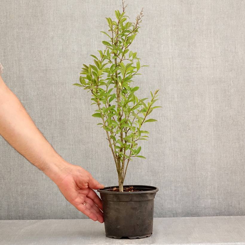 Troène commun - Ligustrum vulgare Atrovirens Pot de 2L/3L - Image 2