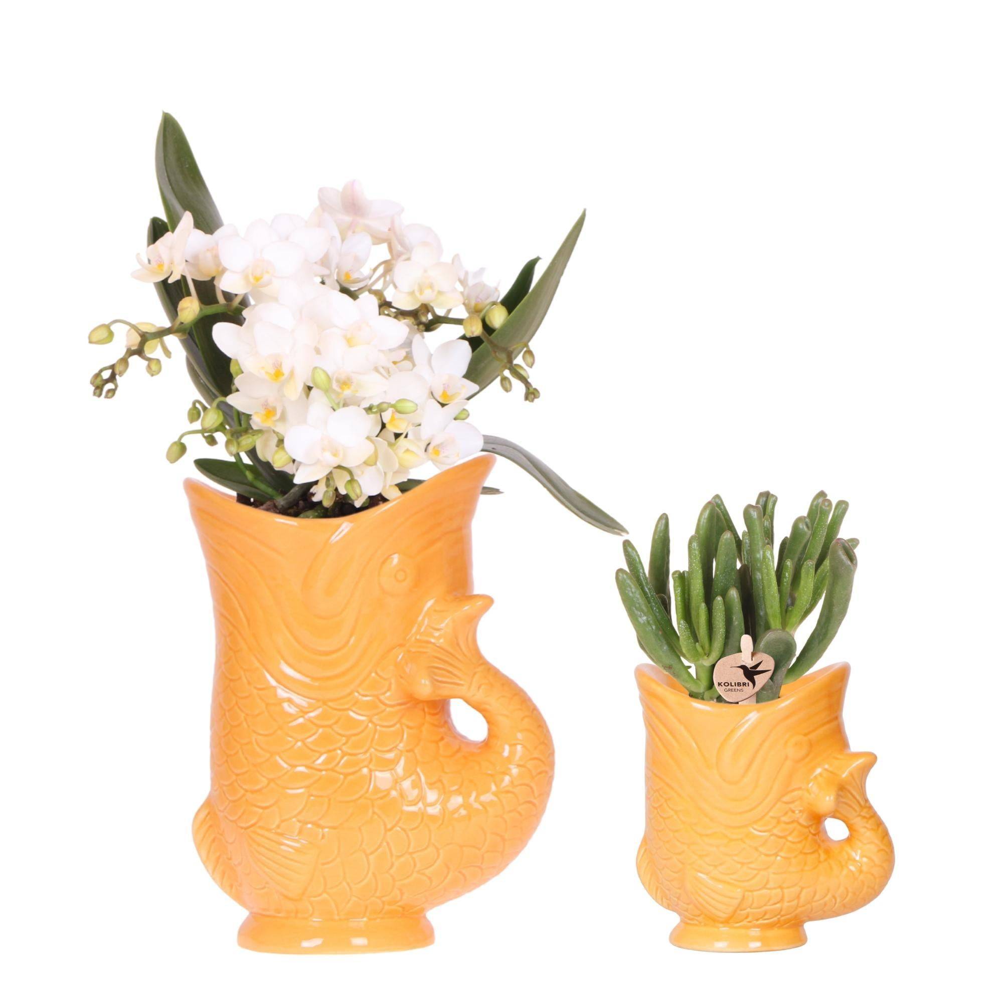 Kolibri Orchids Set D'orchidées Nazaréennes Blanches et de Succulentes Dans Un Pot à Poisson Orange Décoratif - D9 - Image 3