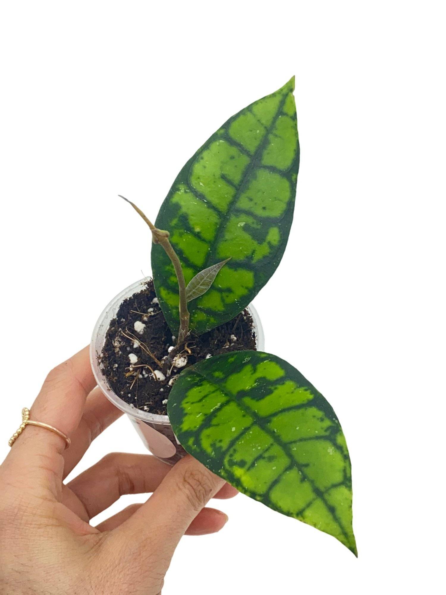 Hoya Black Cat (Meredithii IML 3576) - Pot de 9cm - Plantes d'intérieur - Image 1