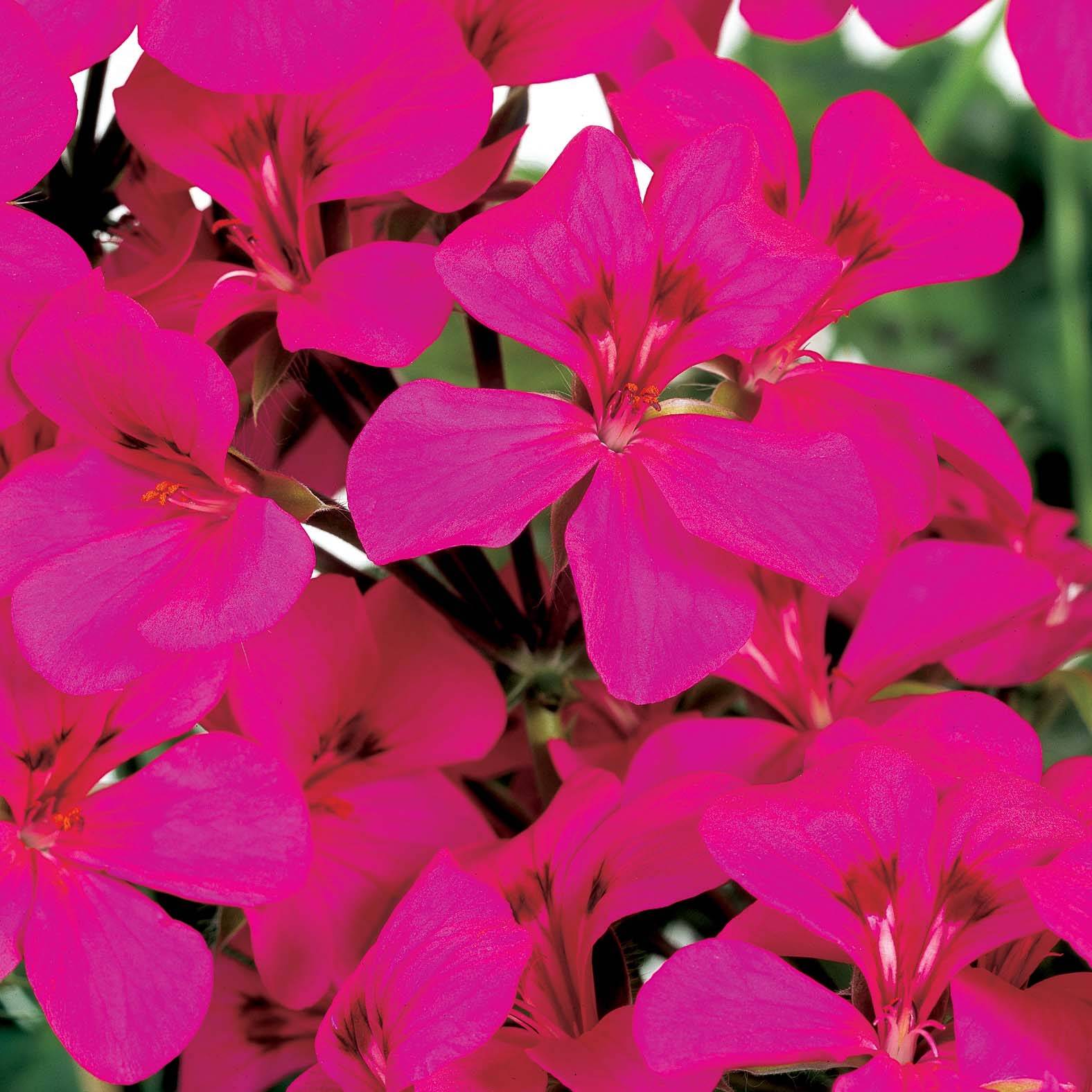 Géranium lierre Rainbow Neon Purple - Pelargonium peltatum Mini-motte Ø ...