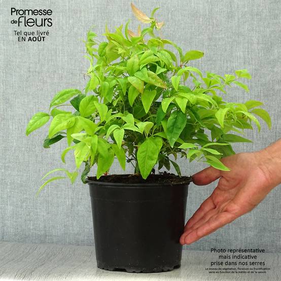 Promesse de Fleurs - Nandina domestica Wood's Dwarf - Bambou sacré nain Pot de 2L/3L - Image 2