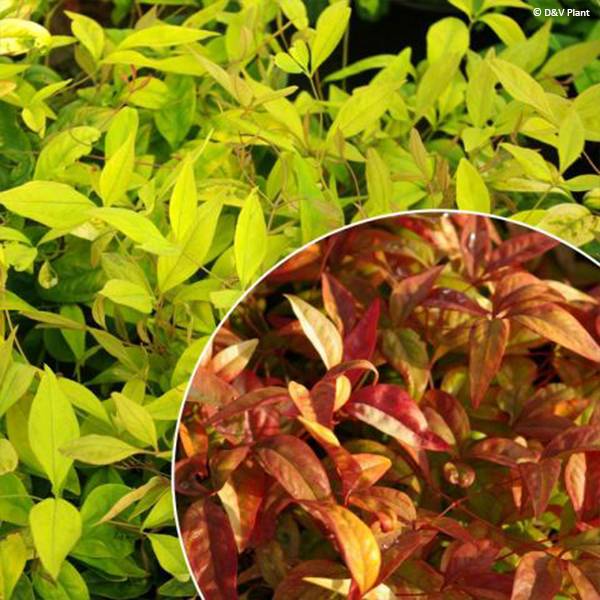 Promesse de Fleurs - Nandina domestica Wood's Dwarf - Bambou sacré nain Pot de 2L/3L - Image 1