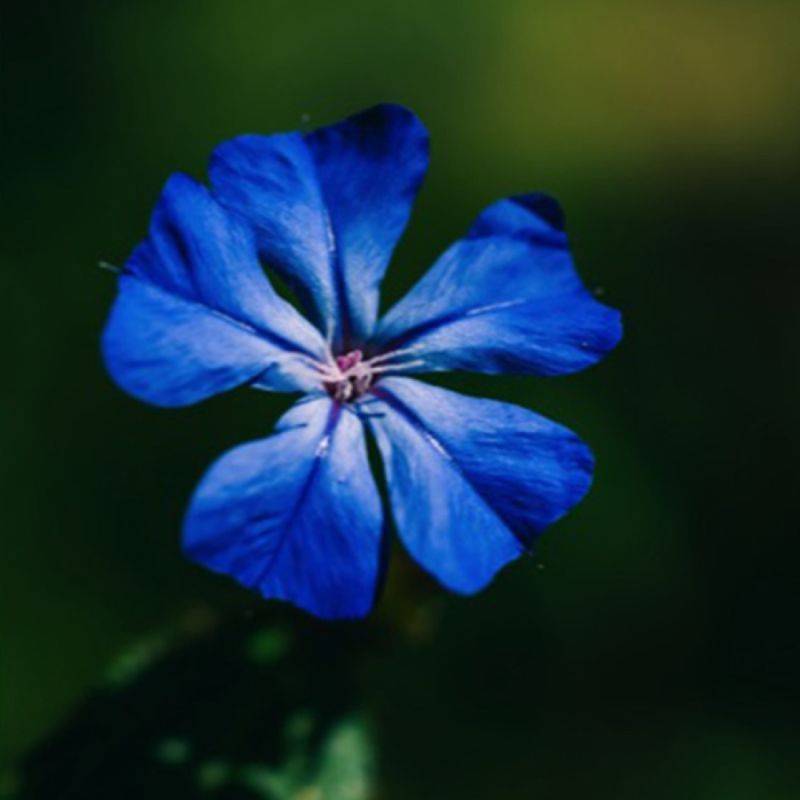 Plumbago de Wilmott (Ceratostigma willmottianum) - Godet 9cm - Pépinières Naudet