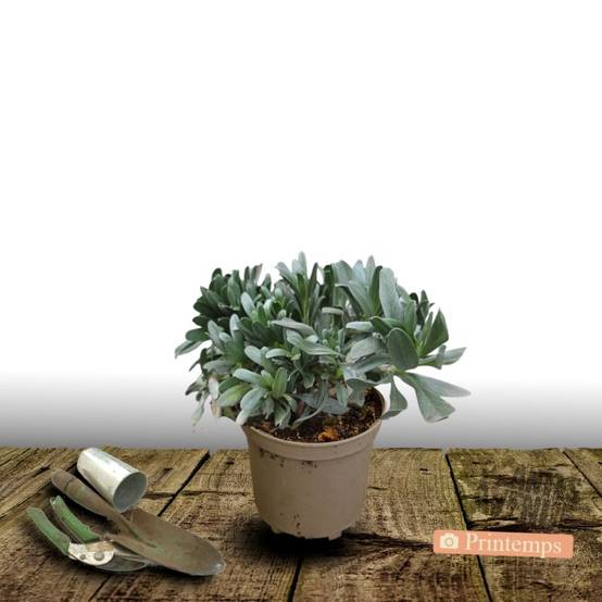 Liseron argenté, Convolvulus à fleurs Blanche - feuillage Persistant - Pot de 3L - 40/60 cm- hauteur à maturité De 0,15 m à 0,50 m - Image 5