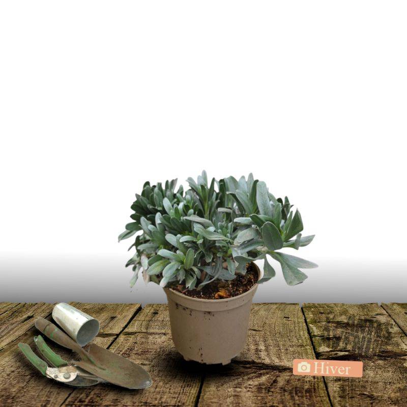 Liseron argenté, Convolvulus à fleurs Blanche - feuillage Persistant - Pot de 3L - 40/60 cm-  hauteur à maturité De 0,15 m à 0,50 m - Image 4