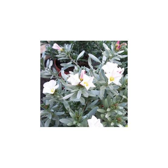 Liseron argenté, Convolvulus à fleurs Blanche - feuillage Persistant - Pot de 3L - 40/60 cm- hauteur à maturité De 0,15 m à 0,50 m - Image 1