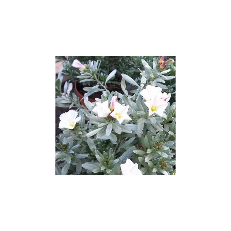 Liseron argenté, Convolvulus à fleurs Blanche - feuillage Persistant - Pot de 3L - 40/60 cm-  hauteur à maturité De 0,15 m à 0,50 m