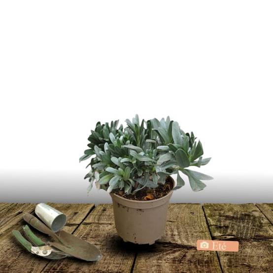 Liseron argenté, Convolvulus à fleurs Blanche - feuillage Persistant - Pot de 3L - 40/60 cm- hauteur à maturité De 0,15 m à 0,50 m - Image 3
