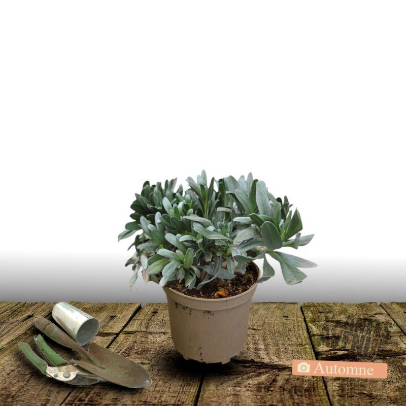 Liseron argenté, Convolvulus à fleurs Blanche - feuillage Persistant - Pot de 3L - 40/60 cm-  hauteur à maturité De 0,15 m à 0,50 m - Image 2