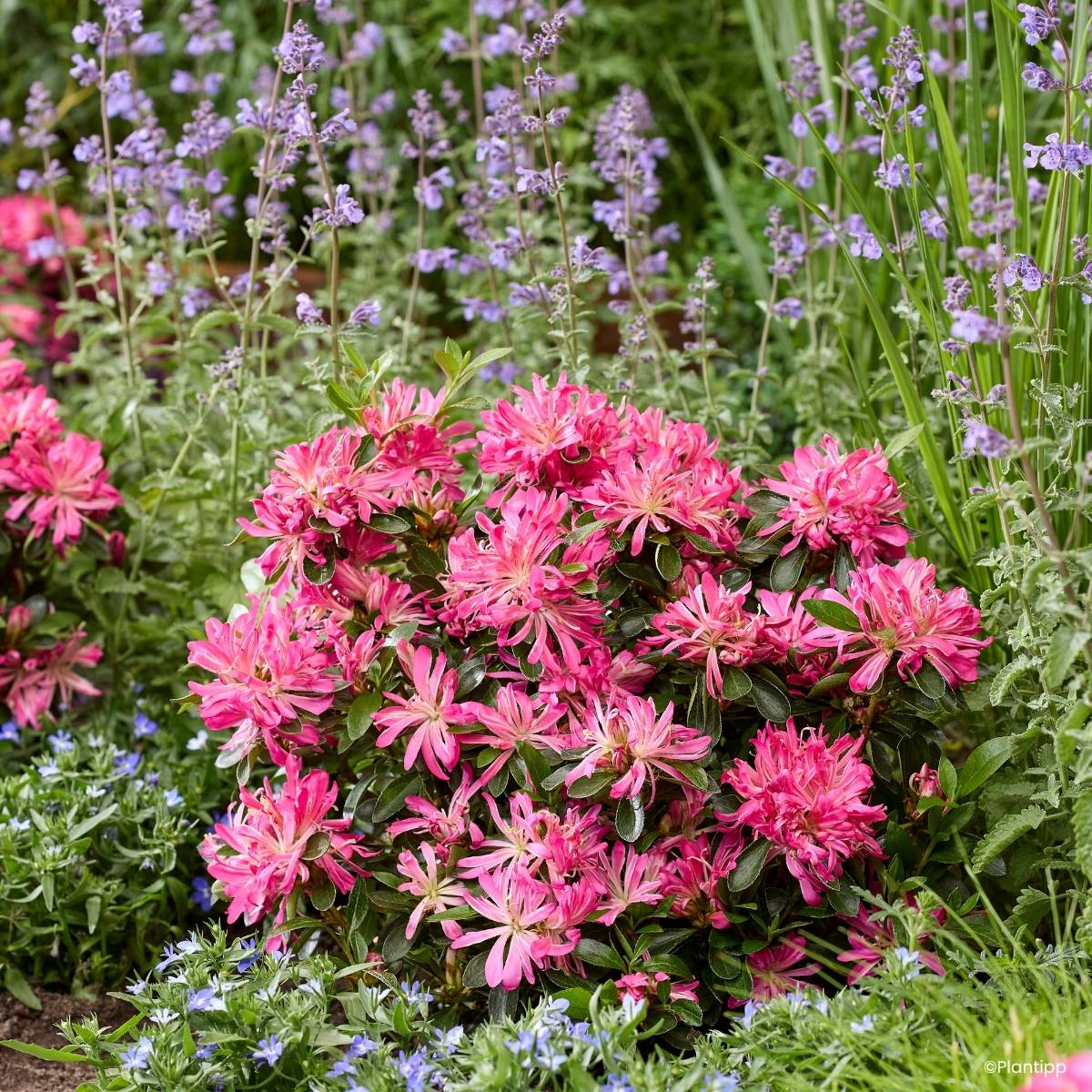 Azalée du Japon Pink Star Pot de 2L/3L