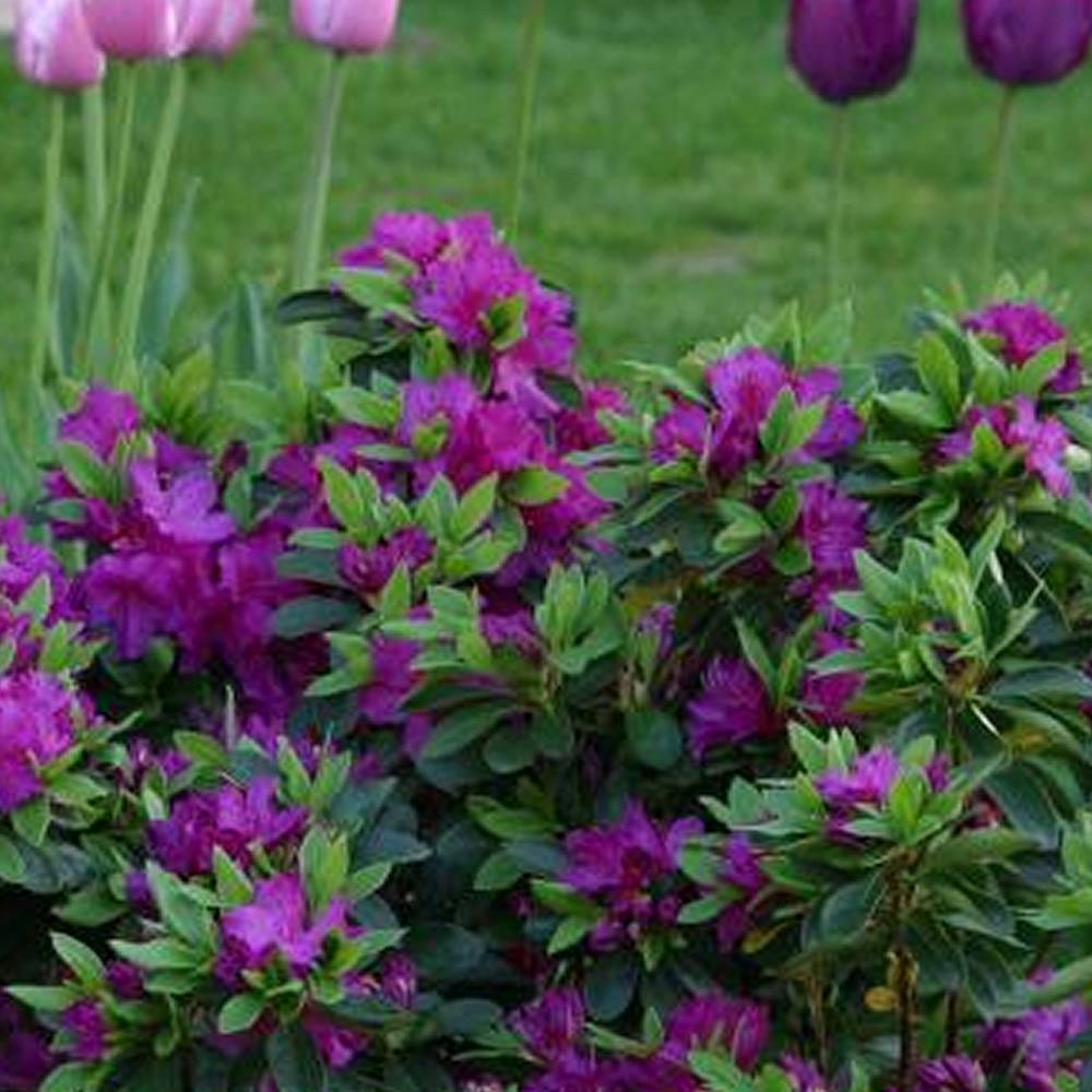 Gardenersdream - Azalée violet (1 pièce) - plante arbuste rhododendron japonais - azalee du Japon persistante robuste - GardenersDream - Image 2