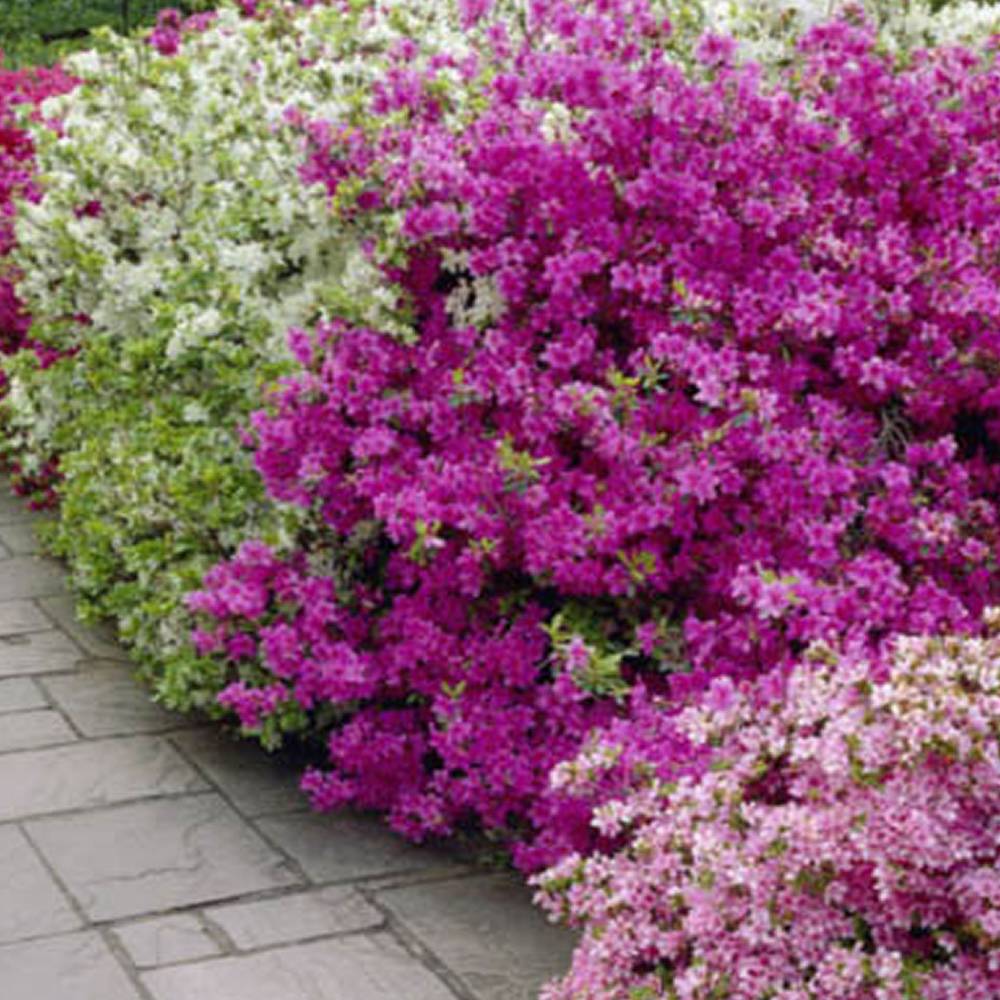 Gardenersdream - Azalée violet (1 pièce) - plante arbuste rhododendron japonais - azalee du Japon persistante robuste - GardenersDream - Image 3