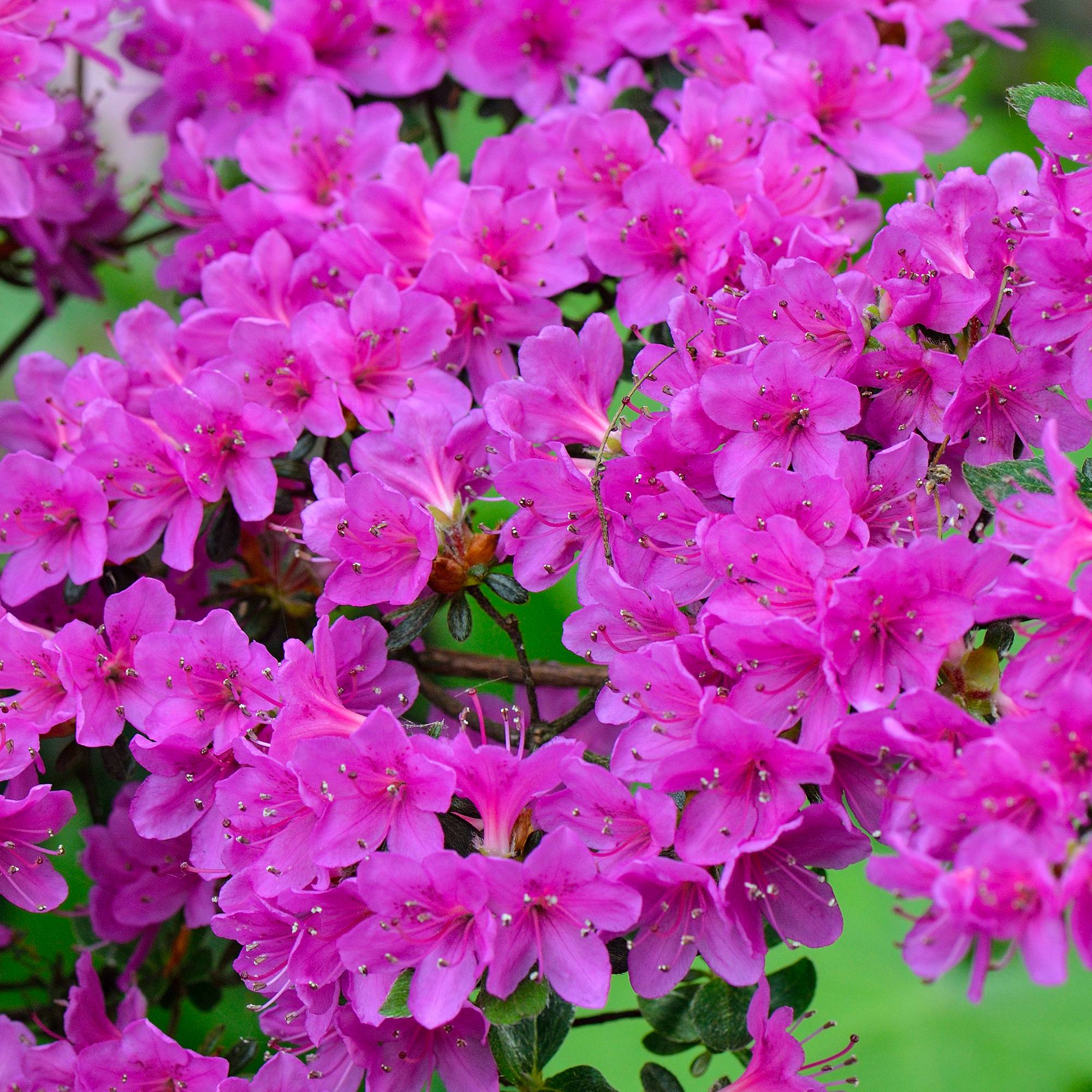 Gardenersdream - Azalée violet (1 pièce) - plante arbuste rhododendron japonais - azalee du Japon persistante robuste - GardenersDream - Image 1