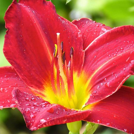 Promesse de Fleurs - Hémérocalle Jolly Hearts - Lis d'un Jour Godet de 8/9 cm