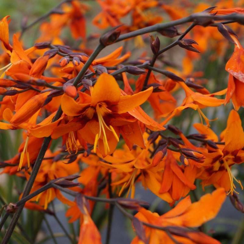 Crocosmia Emily McKenzie, Montbretia à fleurs Rouge/Orange - feuillage Caduc - Godet - 5/20 cm - Image 1