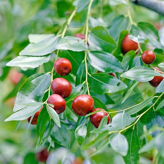 Promesse de Fleurs - Ziziphus jujuba Abundance - Jujubier Pot de 3L/4L