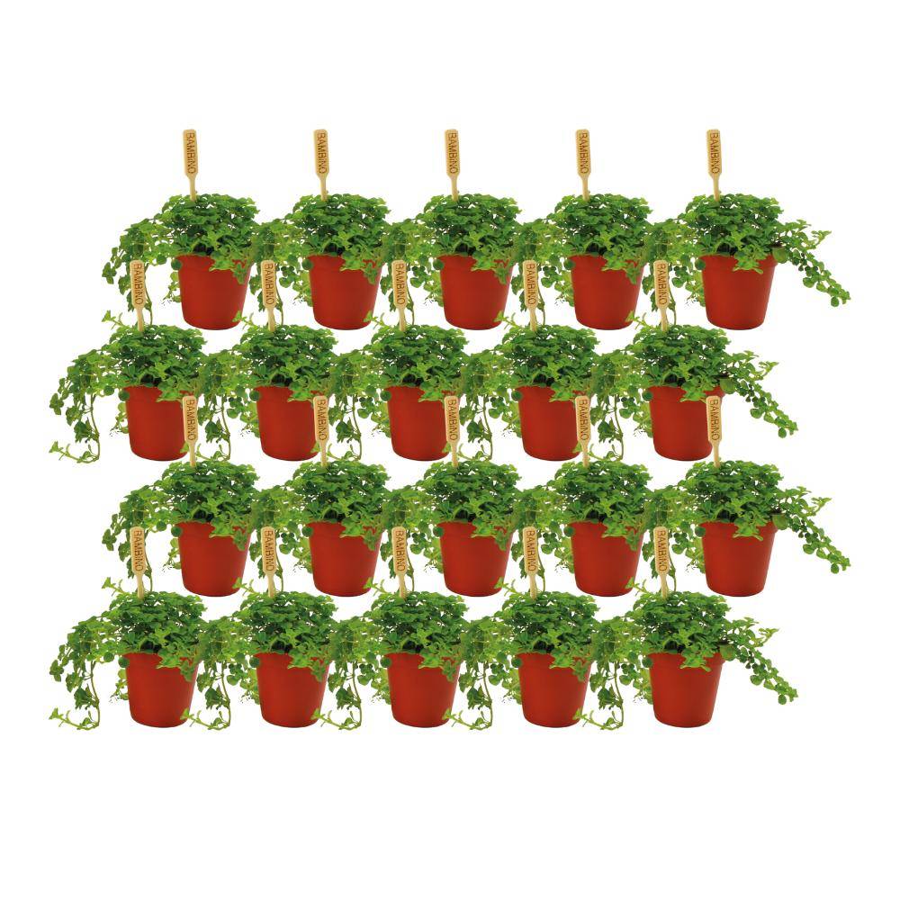 Box - 20 Pilea Depressa 10cm - Plante d'intérieur- La Green Touch