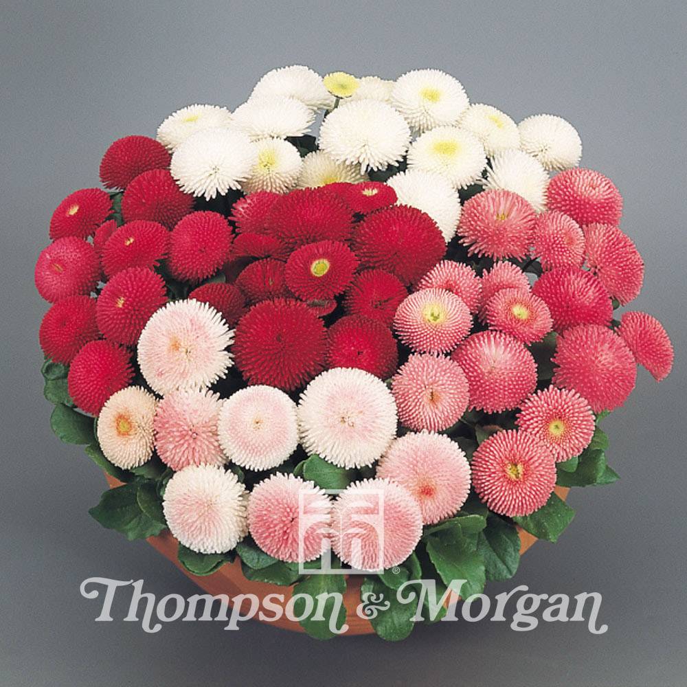 Graines de Pâquerette Tasso Mixed - Bellis Perennis le sachet de 50 graines environ