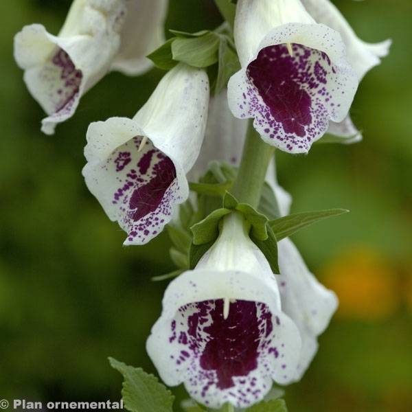 Promesse de Fleurs - Digitale purpurea Pam's Choice - Gant de notre-dame Pot de 2L/3L