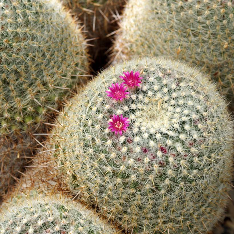Cactus - Mammillaria muehlenpfordtii Pot de 4L/5L, 15/16 diamètre