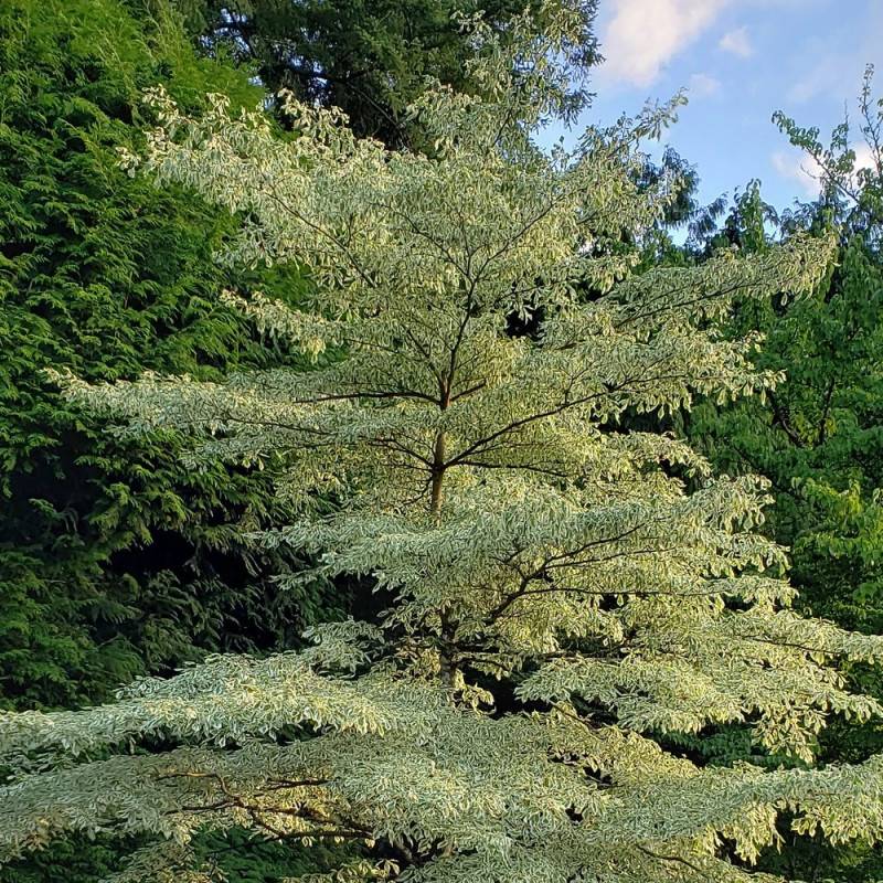 Cornouiller discuté Variegata, Cornus controversa à fleurs Blanche - feuillage Caduc - Pot de 4L - 40/60 cm-  hauteur à maturité De 5,00 m à 10,00 m - Image 2