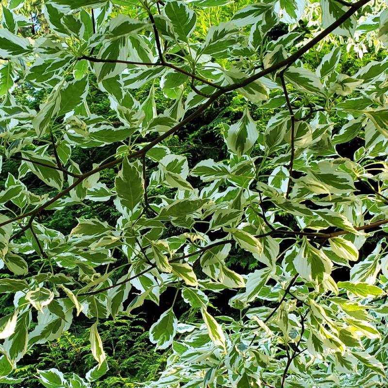 Cornouiller discuté Variegata, Cornus controversa à fleurs Blanche - feuillage Caduc - Pot de 4L - 40/60 cm-  hauteur à maturité De 5,00 m à 10,00 m - Image 7