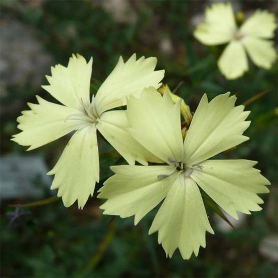 Promesse de Fleurs - Dianthus knappii - Œillet de Knapp Godet de 8/9 cm