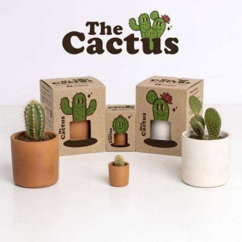 kit pot cactus - famille Cactus - Baby - Image 5