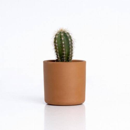 kit pot cactus - famille Cactus - Baby - Image 1