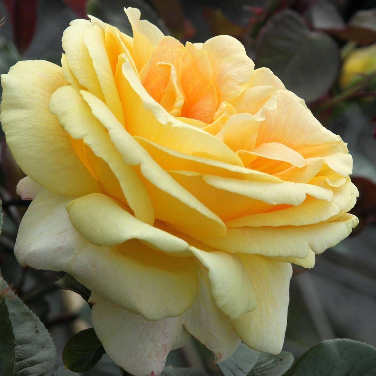 Promesse de Fleurs - Rosier à grandes fleurs Candlelight Racines nues en motte