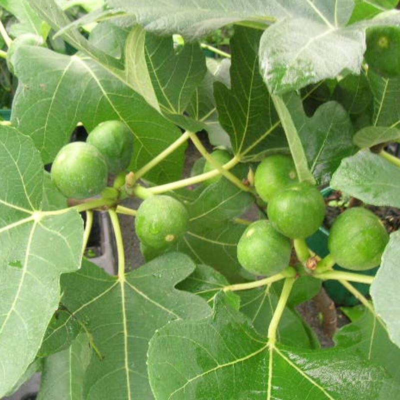 Figuier Madeleine des 2 Saisons, Ficus carica - Bon rendement - Pot de 5L - 40/80 cm - De 3,00 m à 5,00 m - Image 1