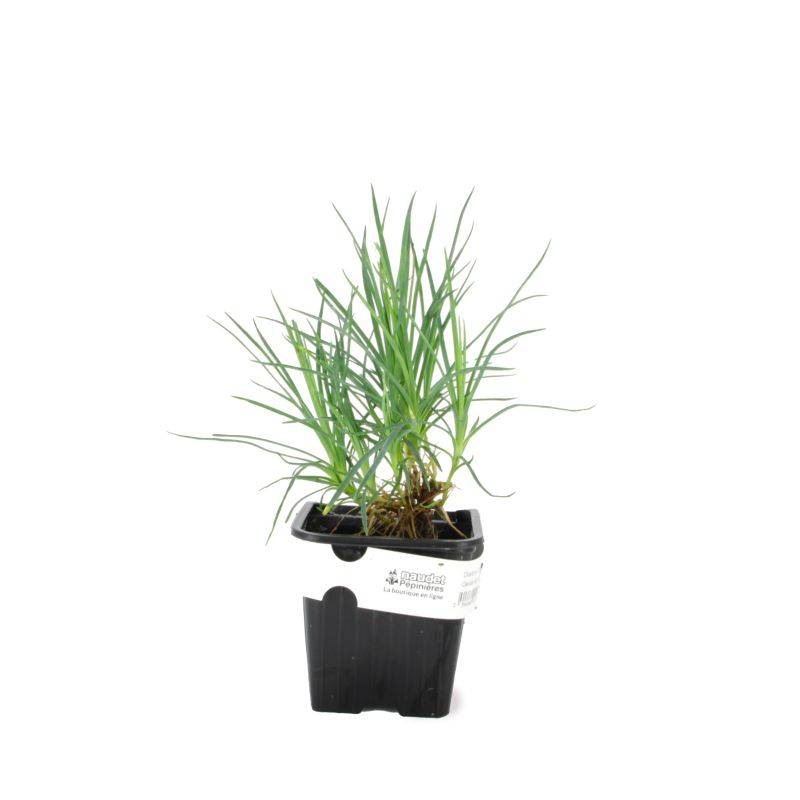 3 Oeillets 'Haytor White' (Dianthus 'Haytor White') - Lot de 3 vivaces - Pépinières Naudet - Image 2