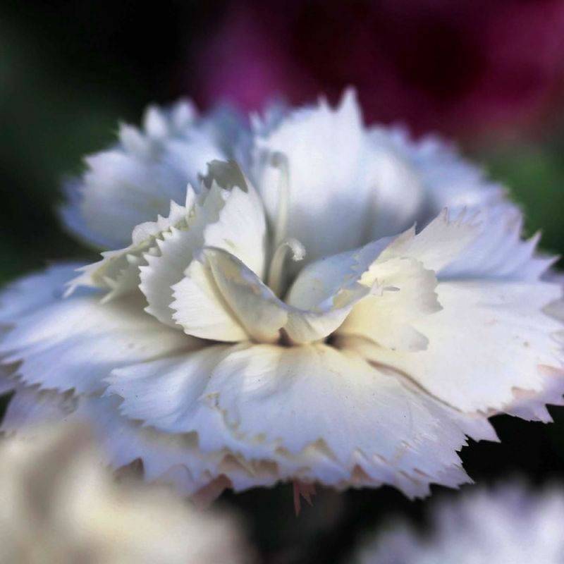 3 Oeillets 'Haytor White' (Dianthus 'Haytor White') - Lot de 3 vivaces - Pépinières Naudet - Image 1