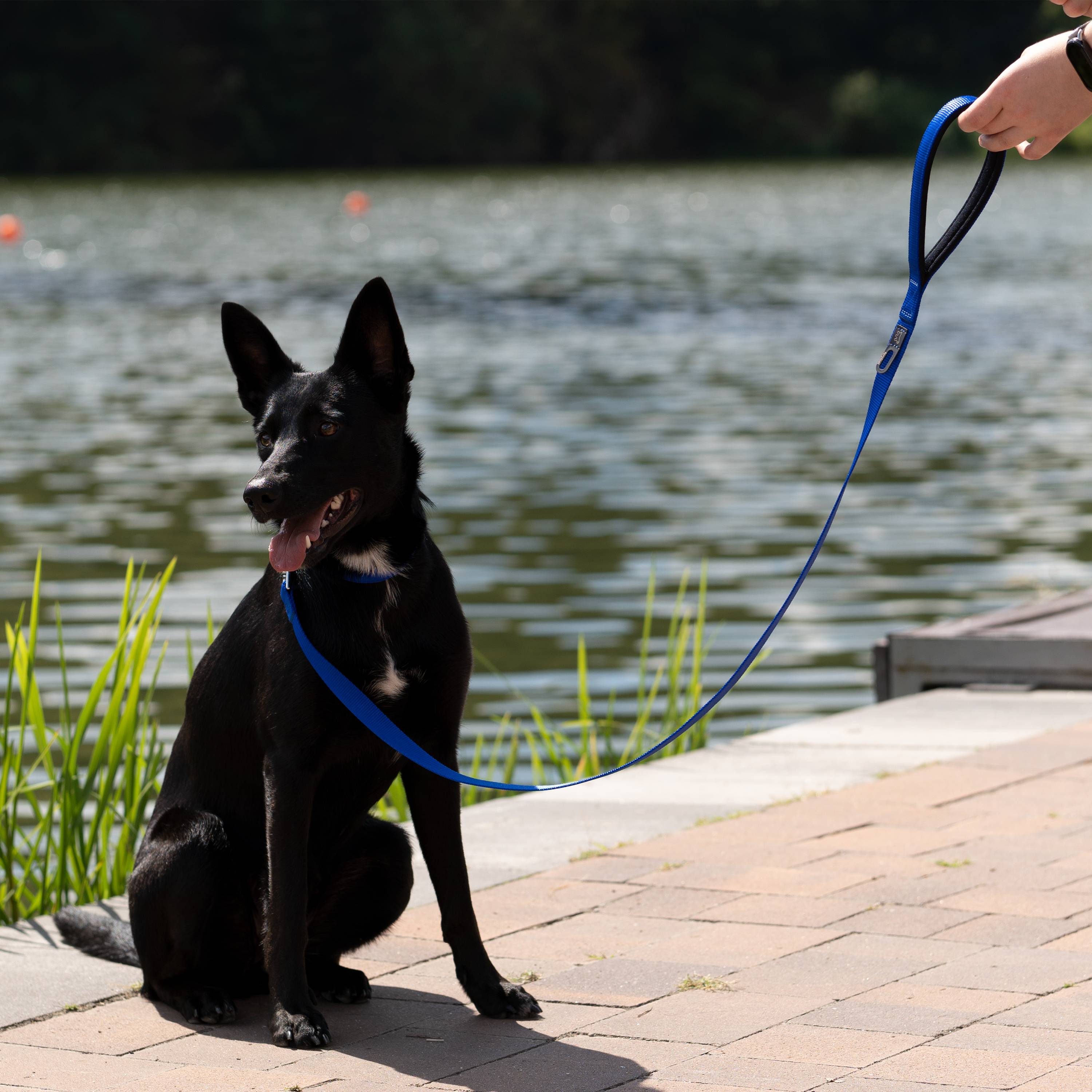 Ferplast - Ferplast laisse pour chien DAYTONA, laisse en nylon pour chiens de taille grande/ moyenne, 120 cm, avec poignée rembourrée confortable et mousqueton - Image 3