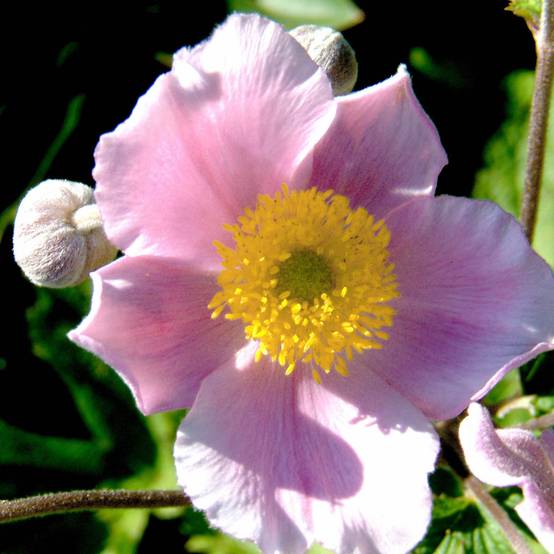 Anémone du Japon Septemberglanz - Anemone tomentosa Godet de 8/9 cm