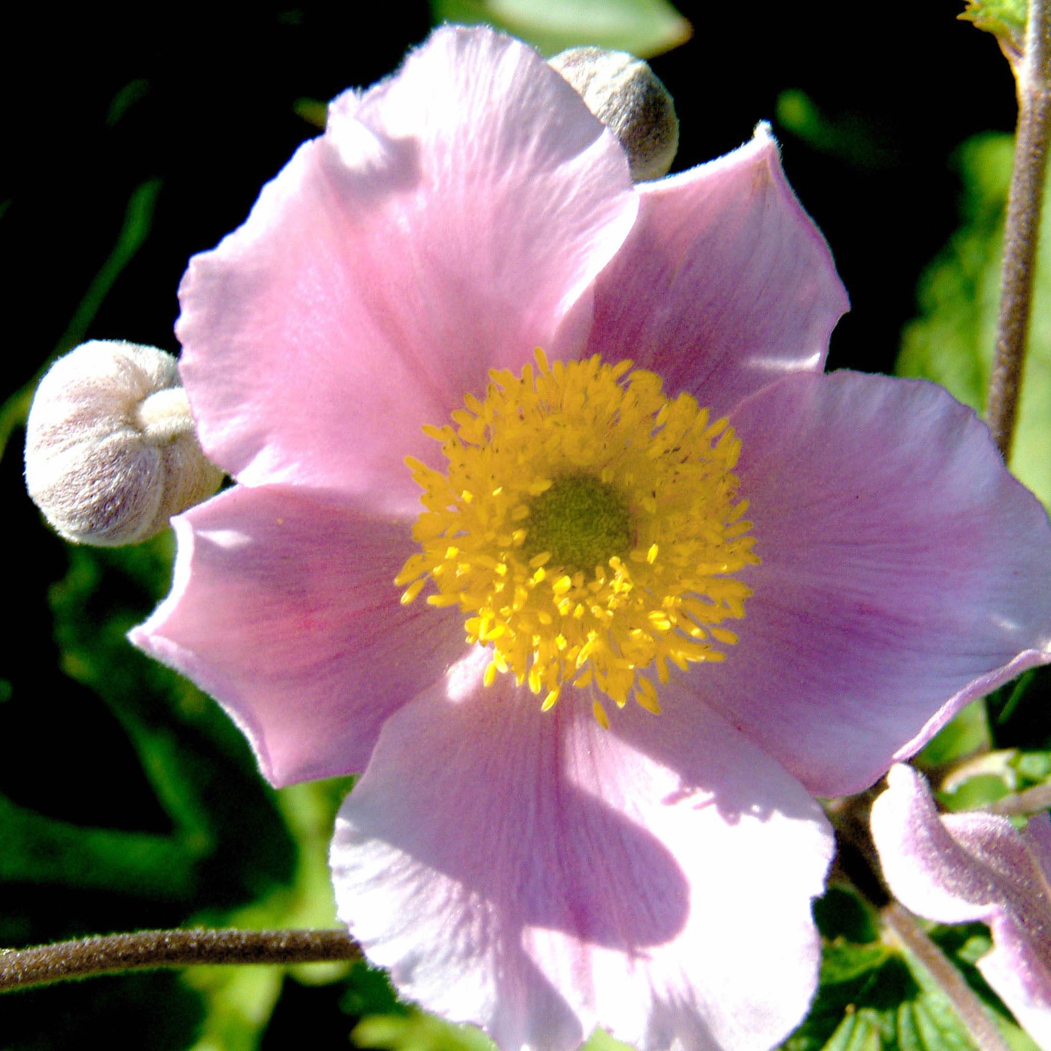 Anémone du Japon Septemberglanz - Anemone tomentosa Godet de 8/9 cm