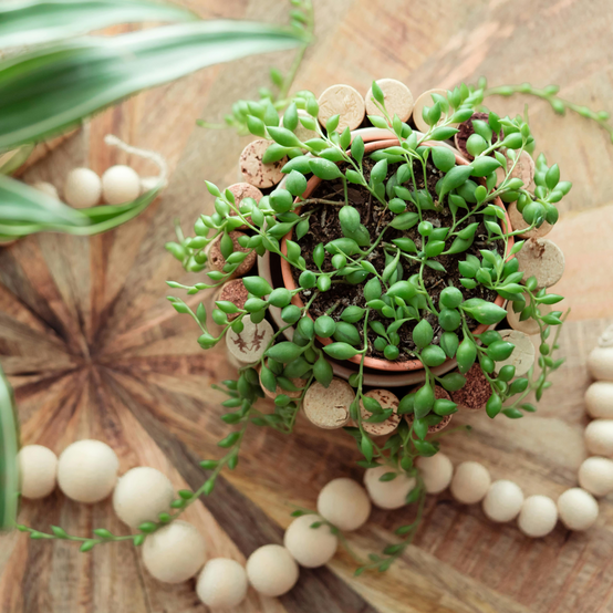 Plant In A Box - Plante collier de perles - Set de 2 - Senecio rowleyanus - H10-20cm - ⌀12cm - Image 2