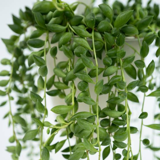 Plant In A Box - Plante collier de perles - Set de 2 - Senecio rowleyanus - H10-20cm - ⌀12cm - Image 3