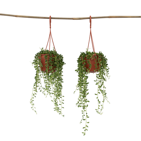 Plant In A Box - Plante collier de perles - Set de 2 - Senecio rowleyanus - H10-20cm - ⌀12cm - Image 1