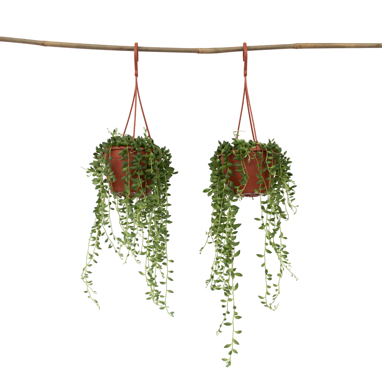 Plant In A Box - Plante collier de perles - Set de 2 - Senecio rowleyanus - H10-20cm - ⌀12cm - Image 1