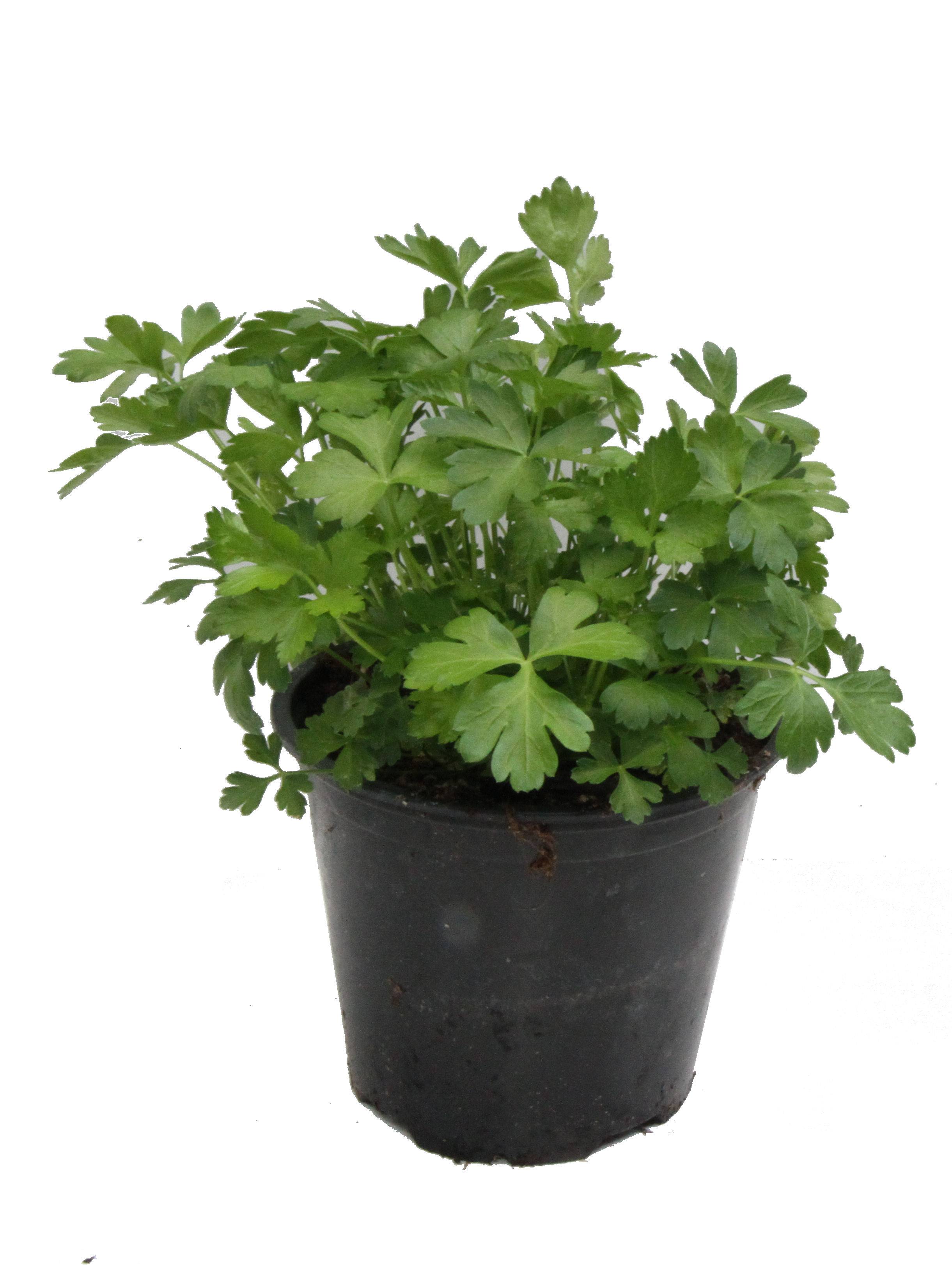 Coriandre pot 14 cm