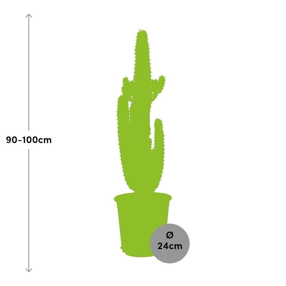 Euphorbe Acrurensis 95cm - Plante d'intérieur- La Green Touch - Image 6