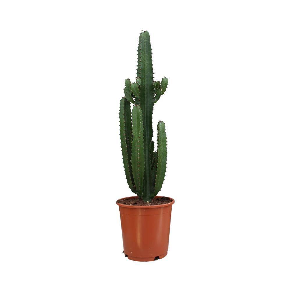 Euphorbe Acrurensis 95cm - Plante d'intérieur- La Green Touch - Image 1