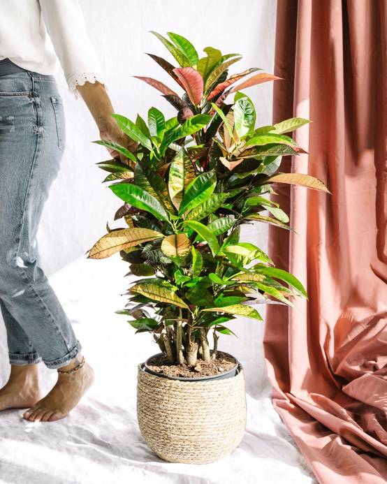 La Green Touch - Codiaeum croton Iceton 120cm - Plante d'intérieur- La Green Touch - Image 2