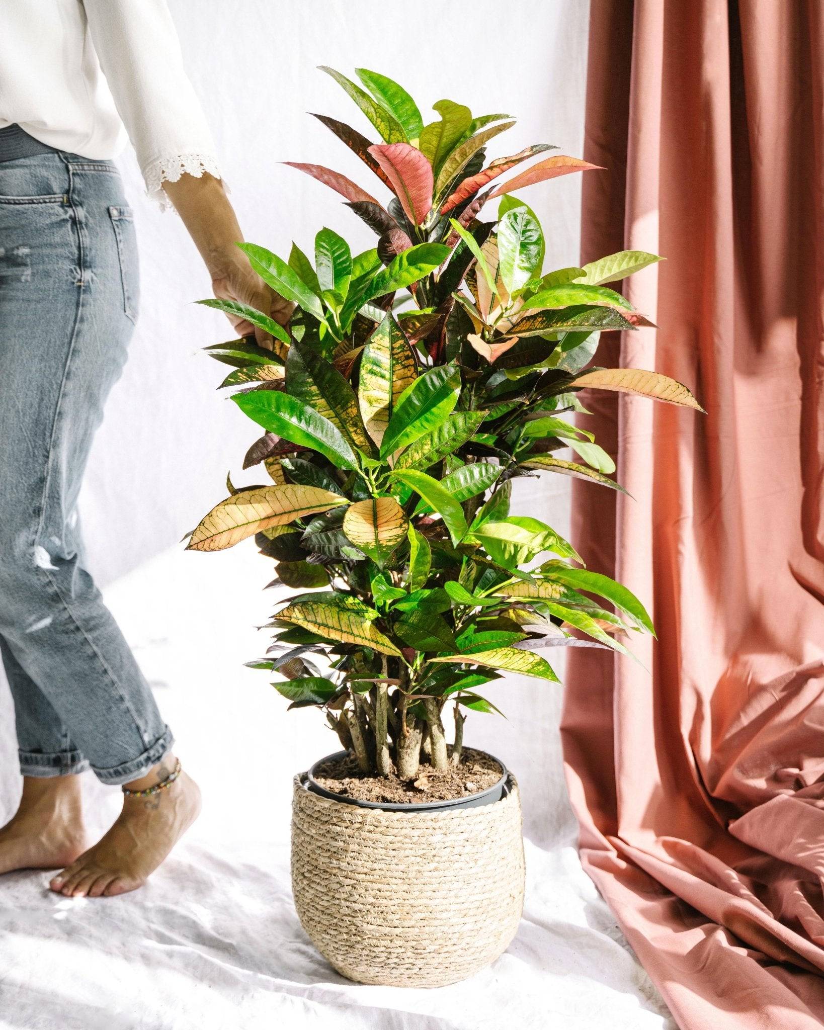 La Green Touch - Codiaeum croton Iceton 120cm - Plante d'intérieur- La Green Touch - Image 2