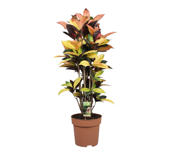 La Green Touch - Codiaeum croton Iceton 120cm - Plante d'intérieur- La Green Touch - Image 1